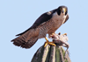 Falco peregrinus - halcón peregrino - peregrine falcon